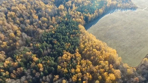 Road in the autumn forest Stock Footage 83267732