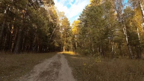 Road in the autumn forest Stock Footage 97534635