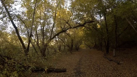 Road in the autumn forest Video stock 97535403