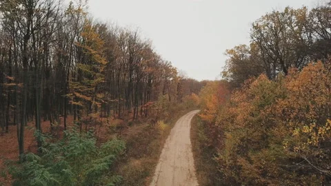 Road in the autumn forest Stock Footage 99228685