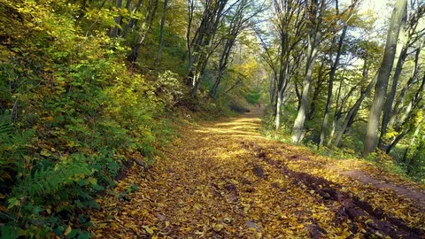 Road in autumn forest 스톡 동영상 108630043
