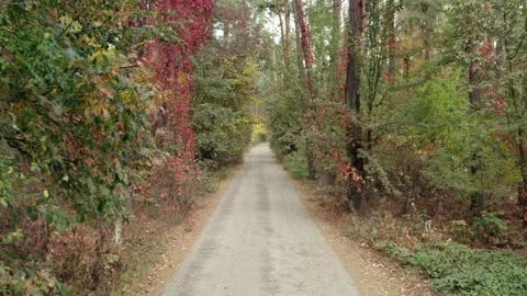 Road in autumn forest. Vídeo Stock 137952398