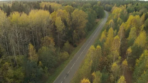 Road in autumn forest Stock Footage 149638942