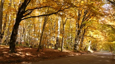 Road in Autumn Forest 스톡 동영상 163898044