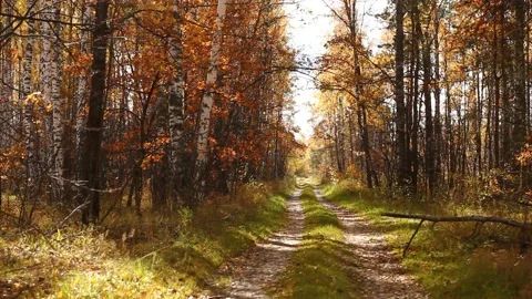 Road In an Autumn Forest Stock Footage 234783711