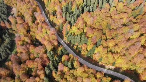 Road In The Autumn Forest Stock Footage 332487865