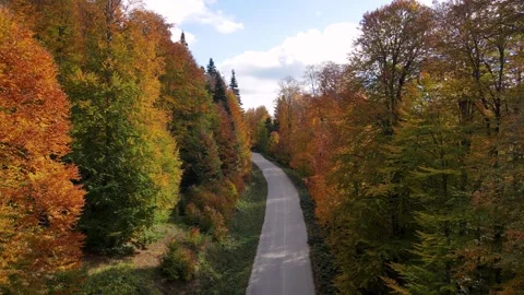 Road In The Autumn Forest Stock-Footage 332913830