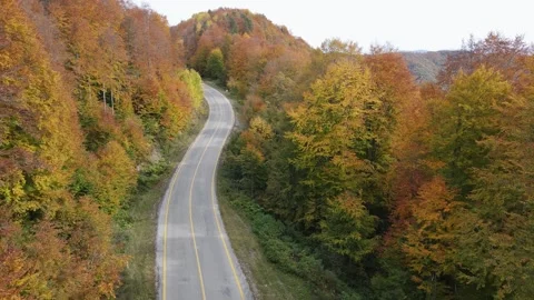 Road in the Autumn Forest Vídeo Stock 333337953
