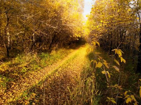 Road in the autumn forest Stock Photos