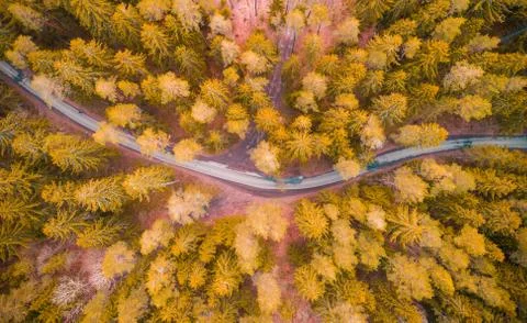 Road in autumn forest Foto stock