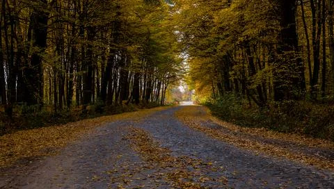 Road in the autumn forest Stock Photos