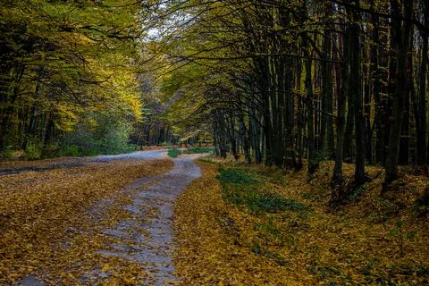 Road in the autumn forest Stock Photos