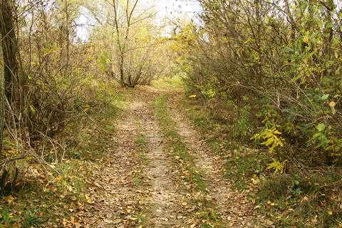 Road in the autumn forest Stock Photos