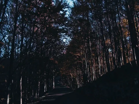Road in autumn mountains Stock-Footage 81623044