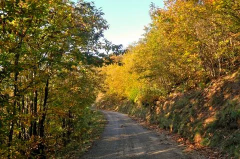 Road in autumn Stock Photos