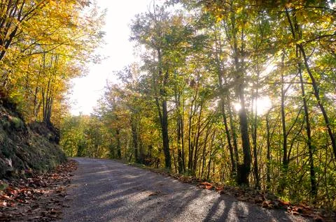 Road in autumn Stock Photos