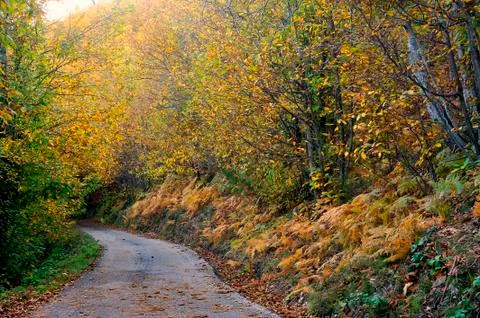 Road in autumn Stock Photos