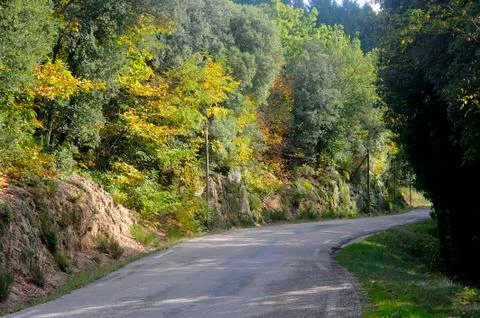 Road in autumn Stock Photos