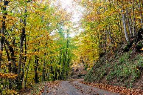 Road in autumn Stock Photos