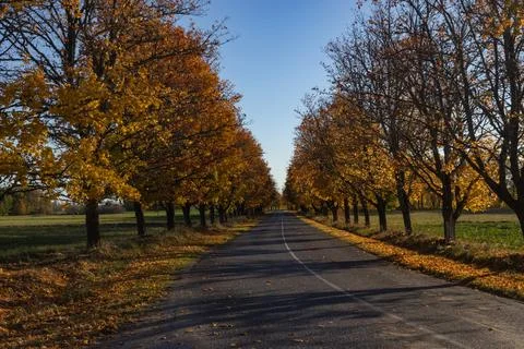 A road in the autumn Stock Photos
