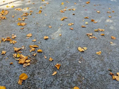Road background with tree leaves fallen from the trees due to the change of Stock Photos