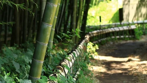 Road with Bamboo forest at Takebayashi park middle shot shallow focus Stock Footage