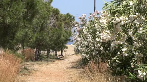 Road To The Beach. Flowers And Trees. 4K Video stock 64859778