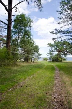 Road to the beach in a pine forest Stock Photos
