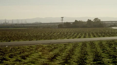 Road with a beautiful field around Stock Footage 75500962