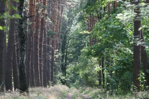Road in a beautiful forest Stock Photos