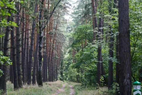 Road in a beautiful forest Stock Photos
