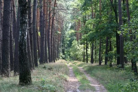Road in a beautiful forest Stock Photos