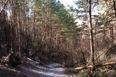 Road in a beautiful pine forest located in sviatogorsk Stock Photos