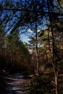 Road in a beautiful pine forest Stock Photos