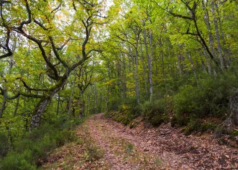Road in beech forest and robles 스톡 사진