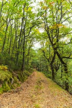 Road in Beech Forest and Robles Foto stock