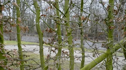 Road behind the hedge Stock Footage 12283526