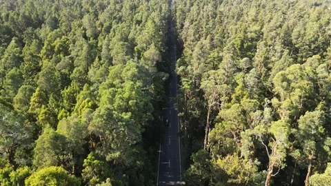 Road Beneath Trees – Serene Forest Pathway Stock Footage 303285381