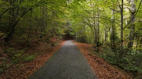 Road Between Autumn Leaves Video stock 333337938