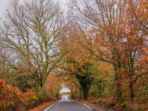 Road between the autumn trees Stock Photos