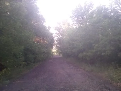 Road between bushes Stock Photos