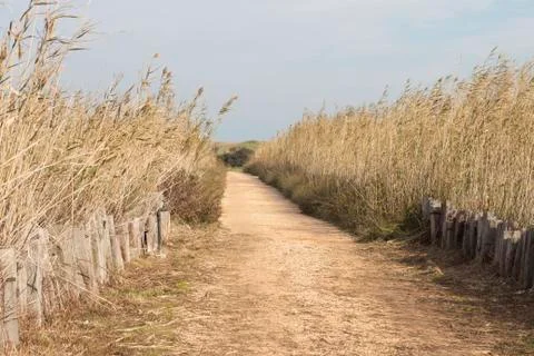 Road between Canes Stock Photos