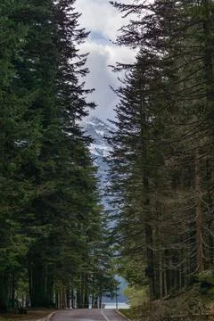 Road between coniferous trees with a mountain in the background Stock Photos