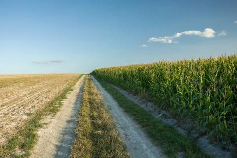 Road between a field of corn and plowed field Stock Photos
