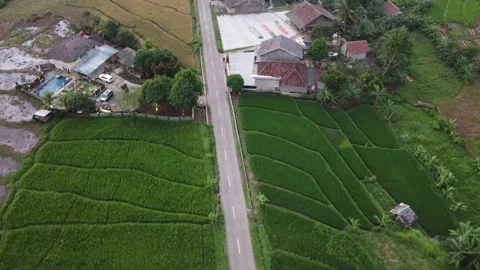 Road between fieldrice Video stock 198727686