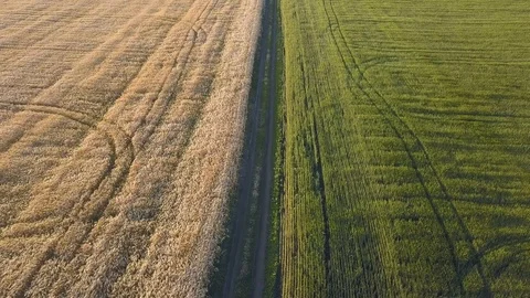 Road between fields Stock Footage 91212379