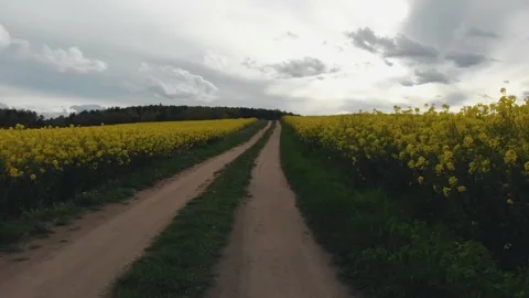 Road between flowers Stock Footage 130636429
