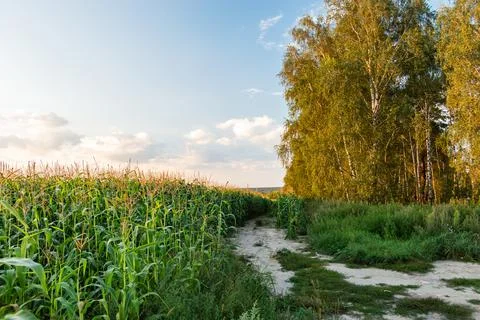 The road between the forest and the cornfield on a summer evening. Agricultur Stock Photos