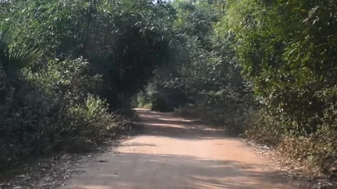 A road between the forest captured from a car. Stock Footage 130575873