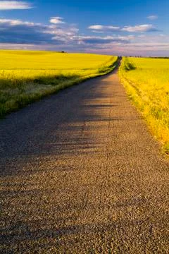 Road between Grain fields, farming landscape Stock Photos